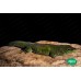 Gecko diurno de Madagascar - Phelsuma madagascariensis